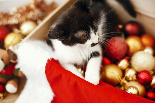 Cute kitty sitting in box with red and gold baubles, ornaments and santa hat under christmas tree in festive room. Merry Christmas concept. Adorable funny kitten. Atmospheric image