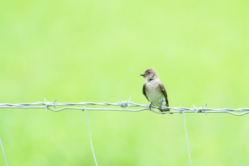 Golondrina Alas Aserradas