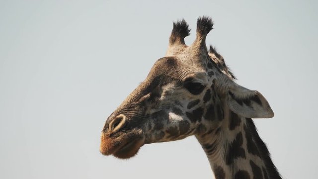 a 180p slow motion close up clip of a giraffe chewing at arusha national park in tanzania