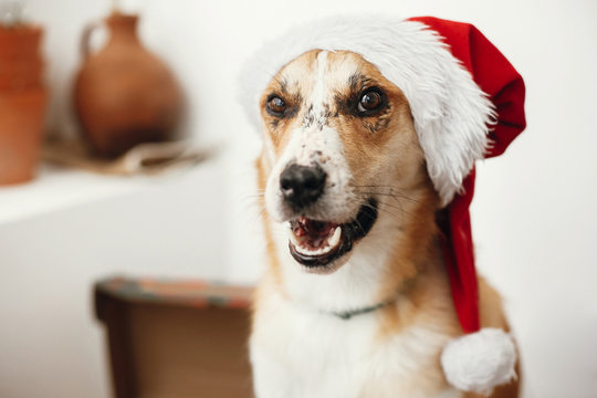Merry Christmas concept. Cute dog in santa hat with adorable eyes and funny emotions sitting in festive room.  Sweet golden doggy. Atmospheric image. Season's greetings.