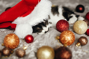 Fototapeta na wymiar Cute kitty sleeping in santa hat on bed with gold and red christmas ornaments in festive room. Merry Christmas concept. Adorable funny kitten napping. Atmospheric image