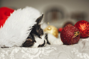 Obraz na płótnie Canvas Cute kitty sleeping in santa hat on bed with gold and red christmas baubles in festive room. Merry Christmas concept. Adorable kitten napping. Atmospheric image. Season's greetings. Space text