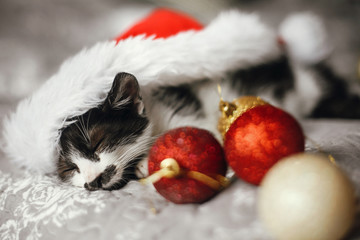 Obraz na płótnie Canvas Cute kitty sleeping in santa hat on bed with gold and red christmas ornaments in festive room. Merry Christmas concept. Adorable funny kitten napping. Atmospheric image