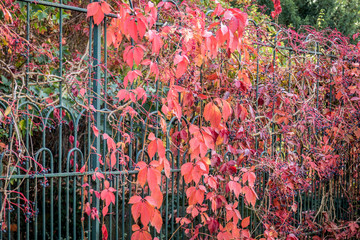 Zugewachsener alter Zaun