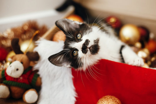 Cute kitty sitting in box with red and gold baubles, ornaments and santa hat under christmas tree in festive room. Merry Christmas concept. Adorable funny kitten. Atmospheric image