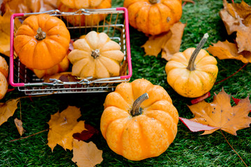 Group of pumpkins and supermarket basket on green lawn