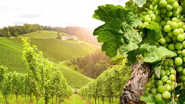 Vineyards with grapevine and winery along wine road in the evening sun