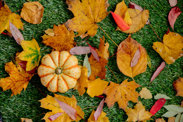 Fototapeta na wymiar pumpkin and leaves on green lawn