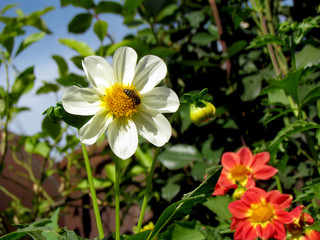 flower