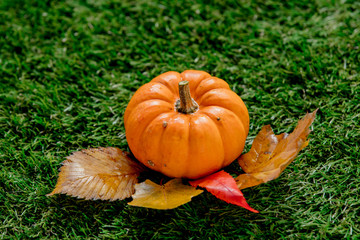 pumpkin and leaves on green lawn