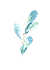 Obraz premium eucalyptus branches.green floral postcard.watercolor hand drawn illustration.White background.
