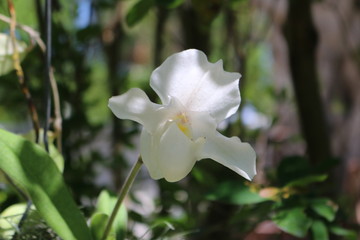 orchid in bloom