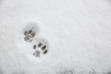 Small cat paw prints in the snow