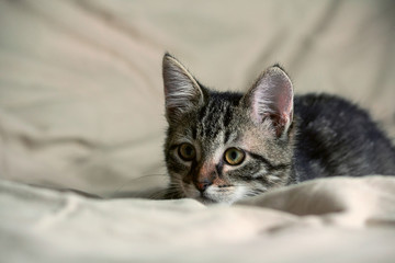 unbred tabby kitten lying on yellowish material, looking carefully to side, background similar material yellow shade, animal full-length lying, portrait, small,  ready to jump, hunting, orange nose