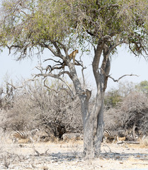 Léopard au dessus d'un troupeau de zèbres