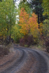 Fototapeta premium Turnbull Wildlife Refuge Path - Autumn - Pacific Northwest 