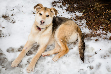 Rescue dog resting in the snow