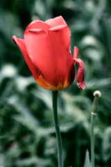 AMAPOLA ENTRE FONDO VERDE