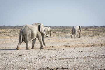 Éléphant