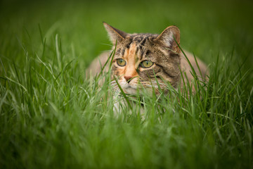 Naklejka na ściany i meble Calico cat lurking in the grass