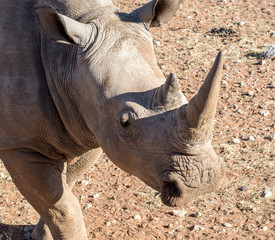 Obraz premium Rhinocéros Blanc