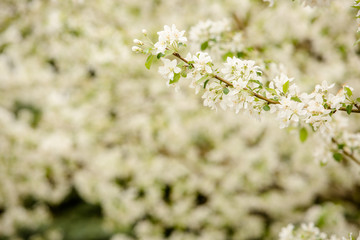 Closeup of white tree flowers