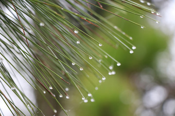 Pine leaves with dew drops closed up in the nature background