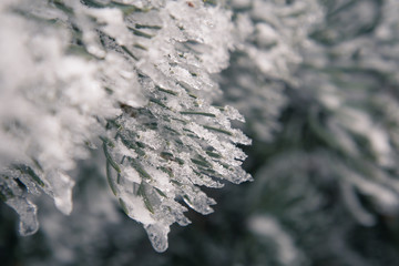  Frozen christmas tree and blurred snow.