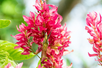colibri canelo © alfredo914