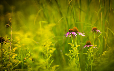 wild flowers in a field
