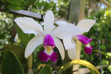 a white orchid in full bloom