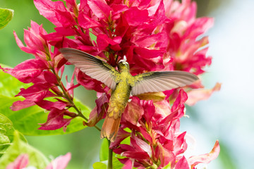 colibri canelo © alfredo914