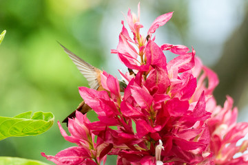 colibri canelo © alfredo914