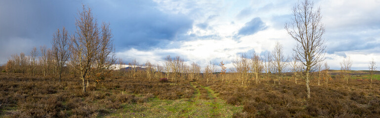 Young oak forest at sunset 