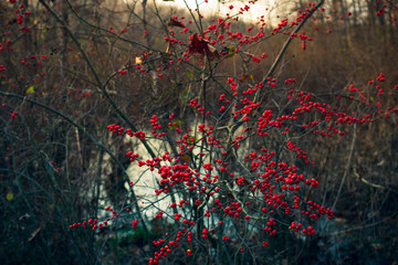 A bush filled with winter berries in a wooded wetland in the winter
