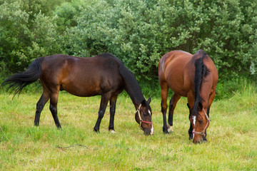Naklejka na ściany i meble Horses grazing in meadow with green grass 