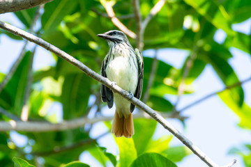 Papamoscas Rayado Común