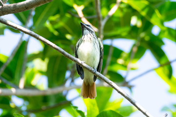 Papamoscas Rayado Común