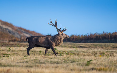 Red Deer In The UK