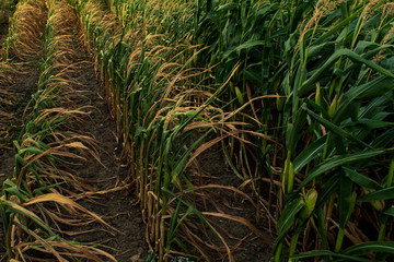 Fototapeta premium corn on the field ,, drought in the fields of little harvest