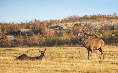 Fototapeta premium Red Deer In The UK