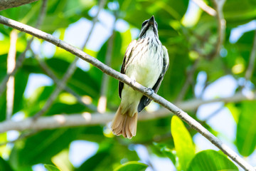 Papamoscas Rayado Común