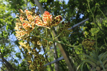 orchid in bloom