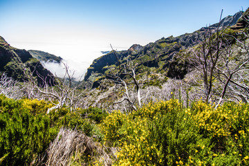 Fototapeta na wymiar Burned trees along the path Hiking trail passage from mountain Pico Arieiro to Pico Ruivo, Madeira