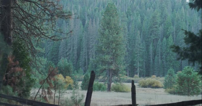 Yosemite Wawona Meadows in Fall pan up x 2, shot in 10 bit C4K