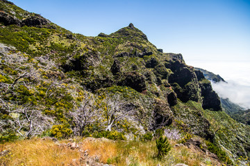 Burned trees along the path Hiking trail passage from mountain Pico Arieiro to Pico Ruivo, Madeira