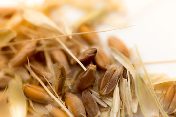 macro wheat seeds