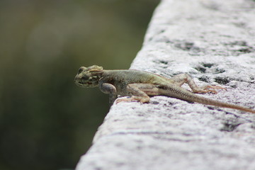 a large agama lizard basking in the sun