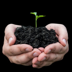 Farmer hand holding a fresh young plant