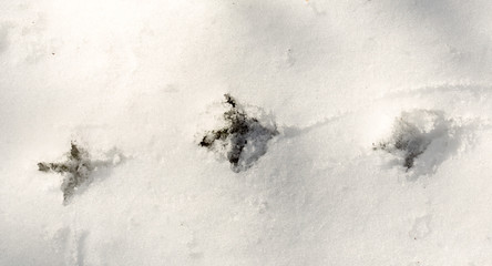 footprints in the snow